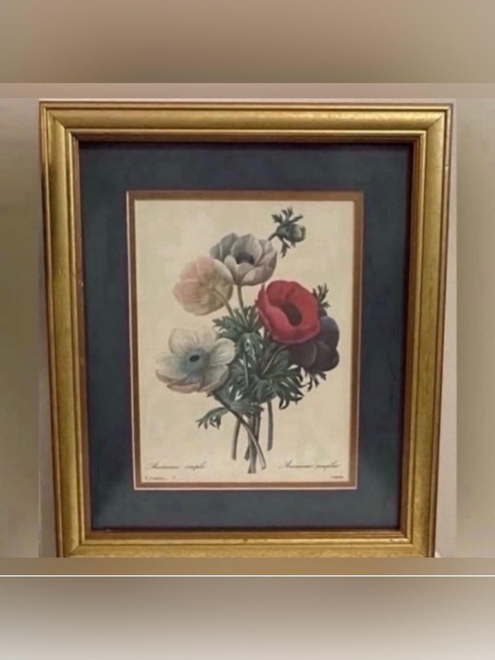 Professionally Framed Vintage Floral Print  "Anemone Simplex " by P.J. Redoute